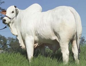 Leia mais sobre o artigo Valorização da arroba do boi gordo segue limitada