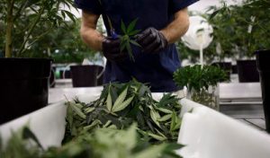 Leia mais sobre o artigo Cervejas apostam em maconha para crescer