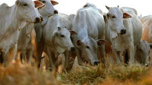 Leia mais sobre o artigo A falta de sebo bovino no mercado