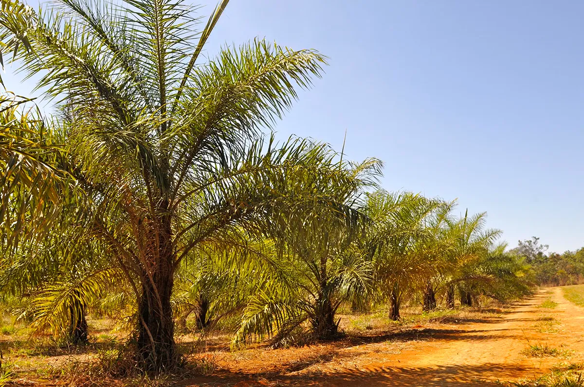 Leia mais sobre o artigo Árabes investem bilhões no Brasil em planta que pode virar uma “nova soja”