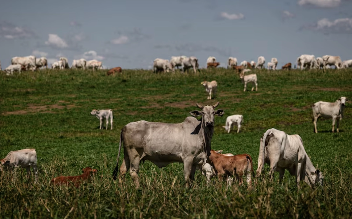 No momento, você está visualizando Brasil é excluído de lista da UE para exportação de carne e produtos de origem animal