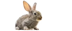 Leia mais sobre o artigo PL que proíbe testes em animais para cosméticos é aprovada e aguarda sanção