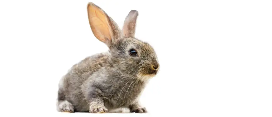 No momento, você está visualizando PL que proíbe testes em animais para cosméticos é aprovada e aguarda sanção