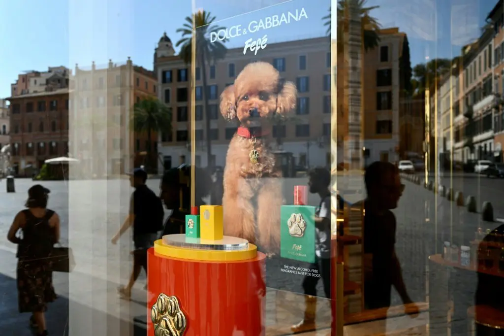 Leia mais sobre o artigo Dolce & Gabbana lança perfume para cães por mais de US$ 100