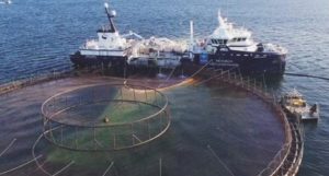 Leia mais sobre o artigo Gigante da carne, JBS faz aposta em produção de peixes