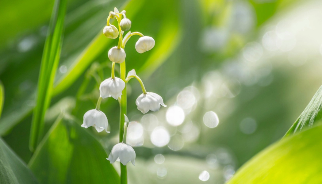 Leia mais sobre o artigo Givaudan lança Nympheal, ingrediente para perfumes com perfil floral branco