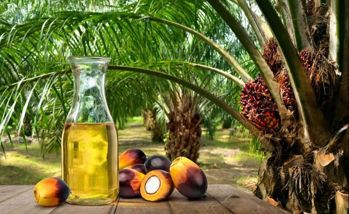 Você está visualizando atualmente Pará começa a rastrear produção de palma-de-óleo
