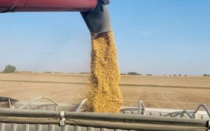 Leia mais sobre o artigo Soja: Brasil supera marca de exportação e deve ter nova safra recorde em 2021/22, aponta Rabobank