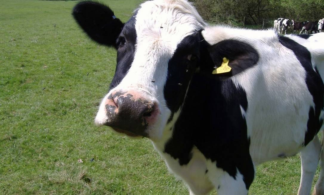 No momento, você está visualizando Vaca louca no MT suspende venda de carne para a China