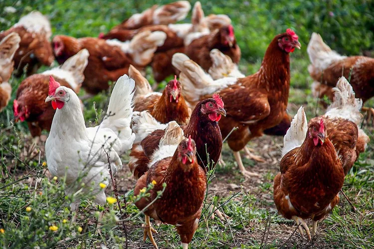 No momento, você está visualizando China proíbe todas as importações de aves do Brasil após caso de gripe aviária