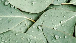 Leia mais sobre o artigo Lubrizol firma parceria com a Suzano para criar ingredientes sustentáveis