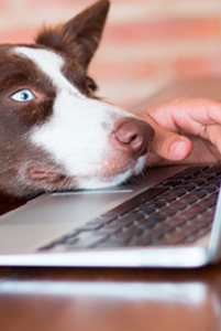 Leia mais sobre o artigo Na Contramão – E-commerce pet cresce 4,8% em acessos